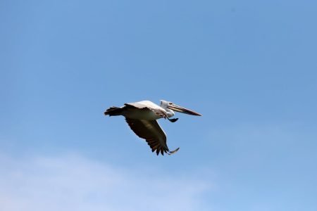 Kumarakom Bird Sanctuary