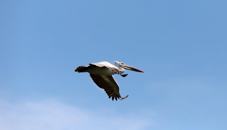 Kumarakom Bird Sanctuary