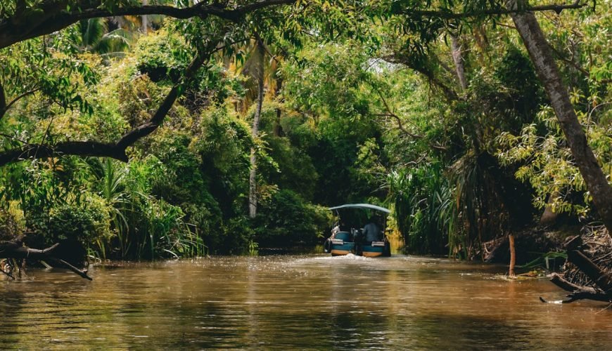 Exploring the Roots of Kumarakom: A Village Shaped by Water and Time