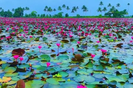 Farewell to a Pink Paradise: The Official End of the 2025 Malarikkal Water Lily Season
