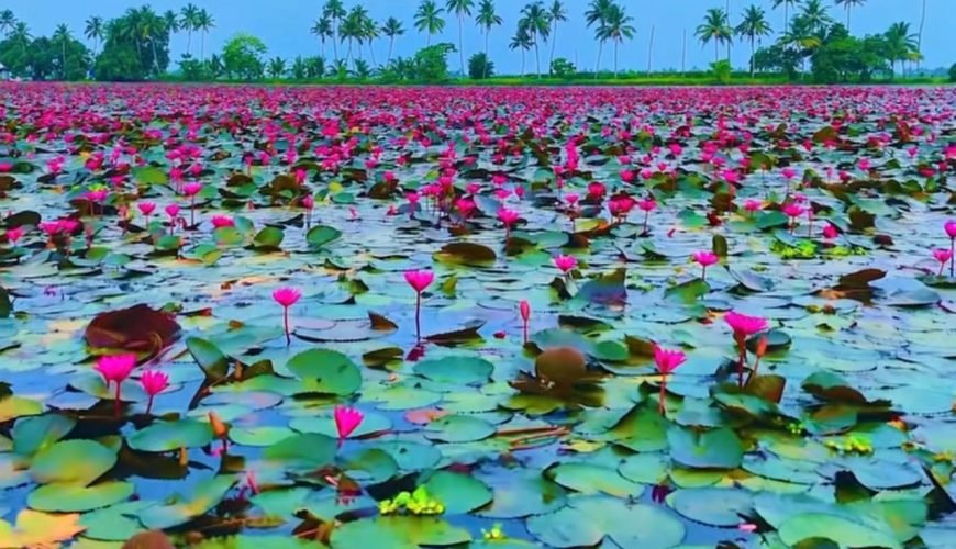 Farewell to a Pink Paradise: The Official End of the 2025 Malarikkal Water Lily Season