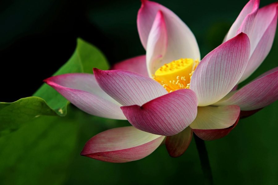 Waterlily Blooms in and Around Kumarakom, Kerala