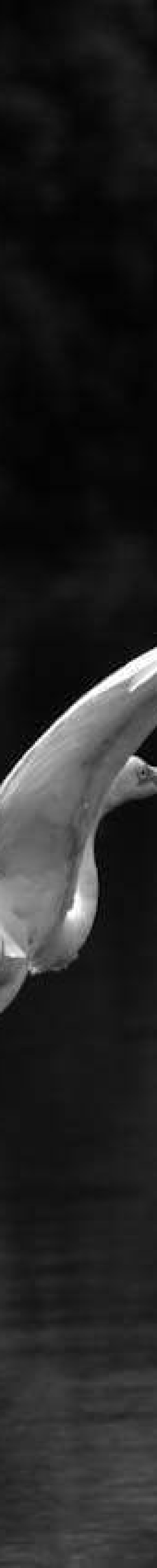 Kumarakom Bird Sanctuary: A Complete Travel Guide to Kerala’s Iconic Wetland Haven