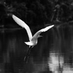 Kumarakom Bird Sanctuary: A Complete Travel Guide to Kerala’s Iconic Wetland Haven