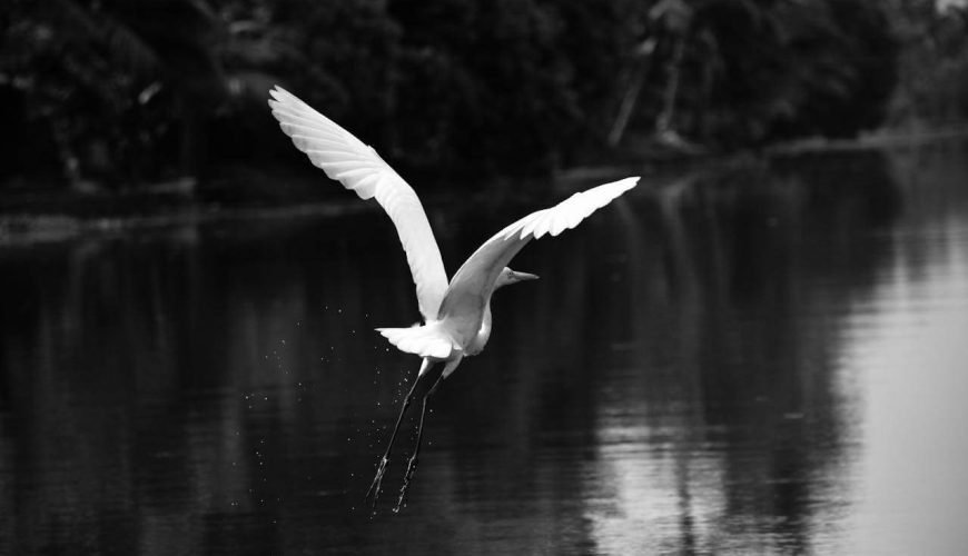 Kumarakom Bird Sanctuary: A Complete Travel Guide to Kerala’s Iconic Wetland Haven